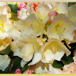 Golden Torch Rhododendron