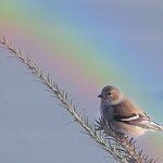 Goldfinch and Rainbow