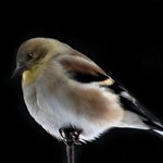 Goldfinch