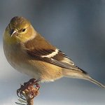 Goldfinch