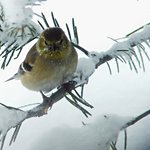 Goldfinch
