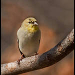 Goldfinch