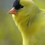 Goldfinch closeup
