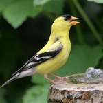 Goldfinch, beak open, drinking