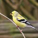 Goldfinch  - yellow finch/wild canary