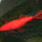 Red Fish