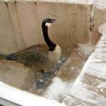 Goose gets Knocked Down
