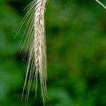 Graceful Grass