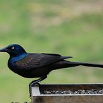 Grackle