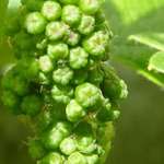 Immature Grapes