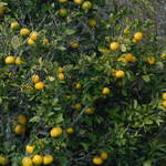 Grapefruit Tree
