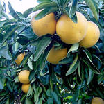 Our Grapefruit