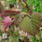 Grapevine leaves