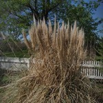 Grass