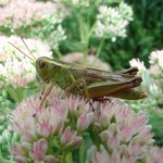 Grasshopper