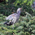 Great Blue Heron gathering nest twigs 2009