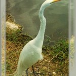 Great Egret