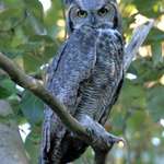 Great Horned Owl in the Wild Sept 06