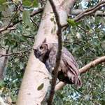  Great Horned Owl #2