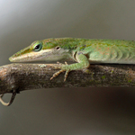 Green Anole