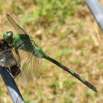 Green Dragonfly
