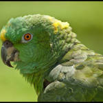 Green parrot
