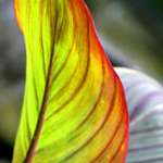 Green Canna Lily Leaf