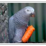 Grey parrot
