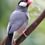 Java Temple Bird/Java Rice bird