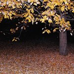 Groundcover
