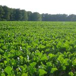 Growing beets