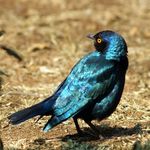 Glossy Starling
