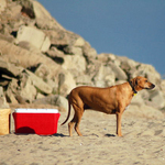 Guarding the Ice Chest