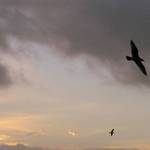 Skies at Dusk 2