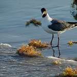 Seaweed Gull
