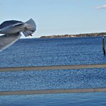 Gull