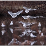 Gulls on Ice