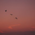 Gulls