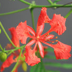 Gulmohar macro