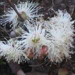 Gum Blossom