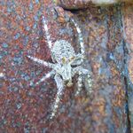 Hairy Spider