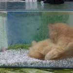 Something Fishy