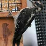 Hairy Woodpecker 