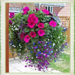 Hanging Basket