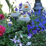 Hanging Basket Flowers