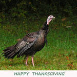 Happy Thanksgiving to All