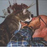 Harmonicat