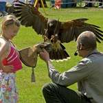 Blaze Hawk