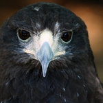 Hawk