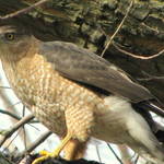Hawk 